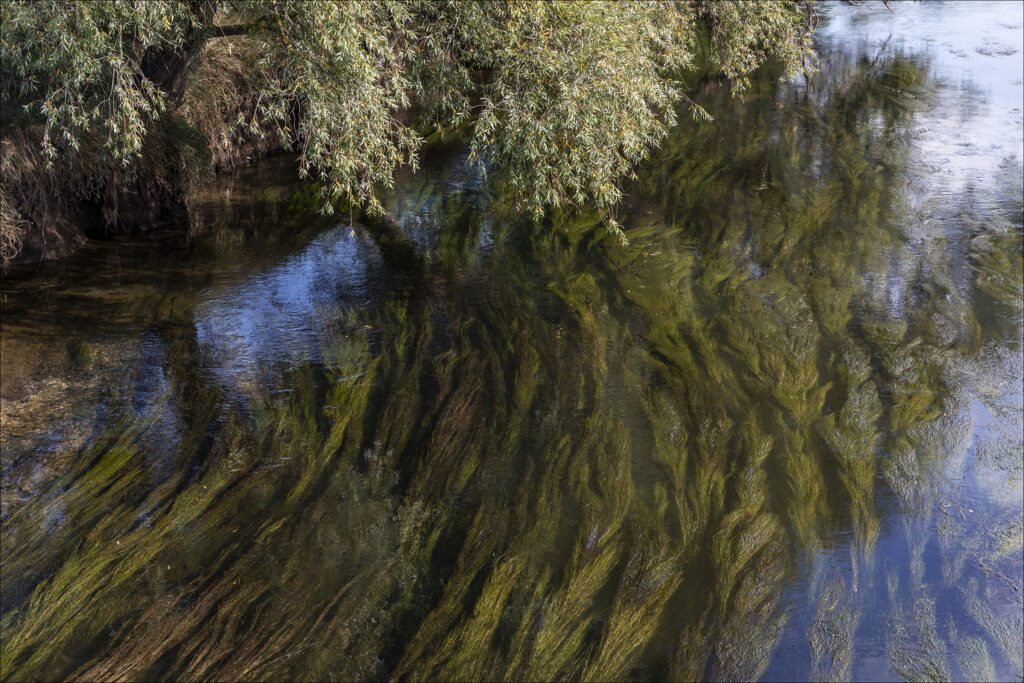 Nixenhaar - Wasserpflanzen in der Strömung